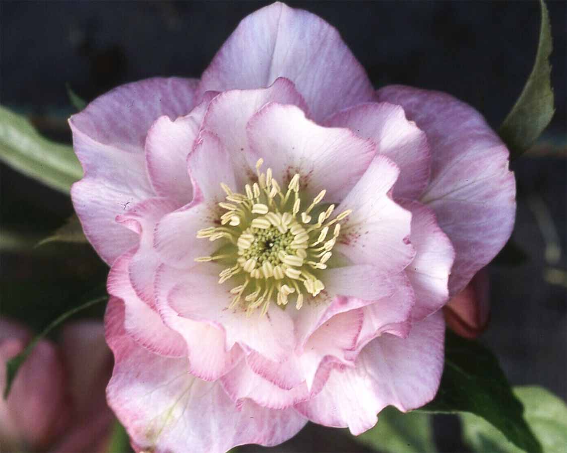 perennial_m_Helleborus x hybridus Ashwood Elegance Pearl.jpg
